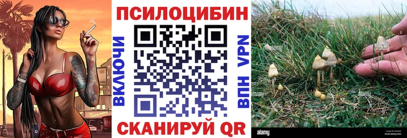 Псилоцибиновые грибы Psilocybe  Купить  Дмитровск 